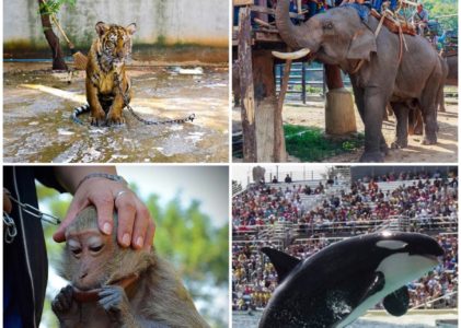 Tour con animali nel mondo: i casi di maltrattamento e turismo insostenibile