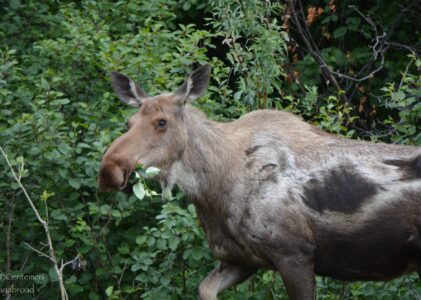 Come organizzare la visita al Denali National Park: Tutto quello che devi sapere