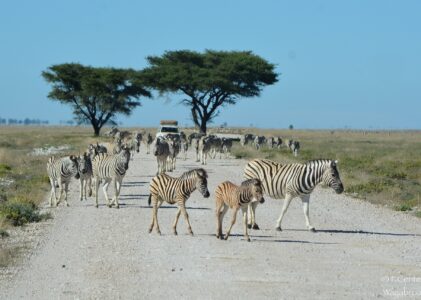 Itinerario di 13 giorni in Namibia: dal deserto all’oceano, con safari!