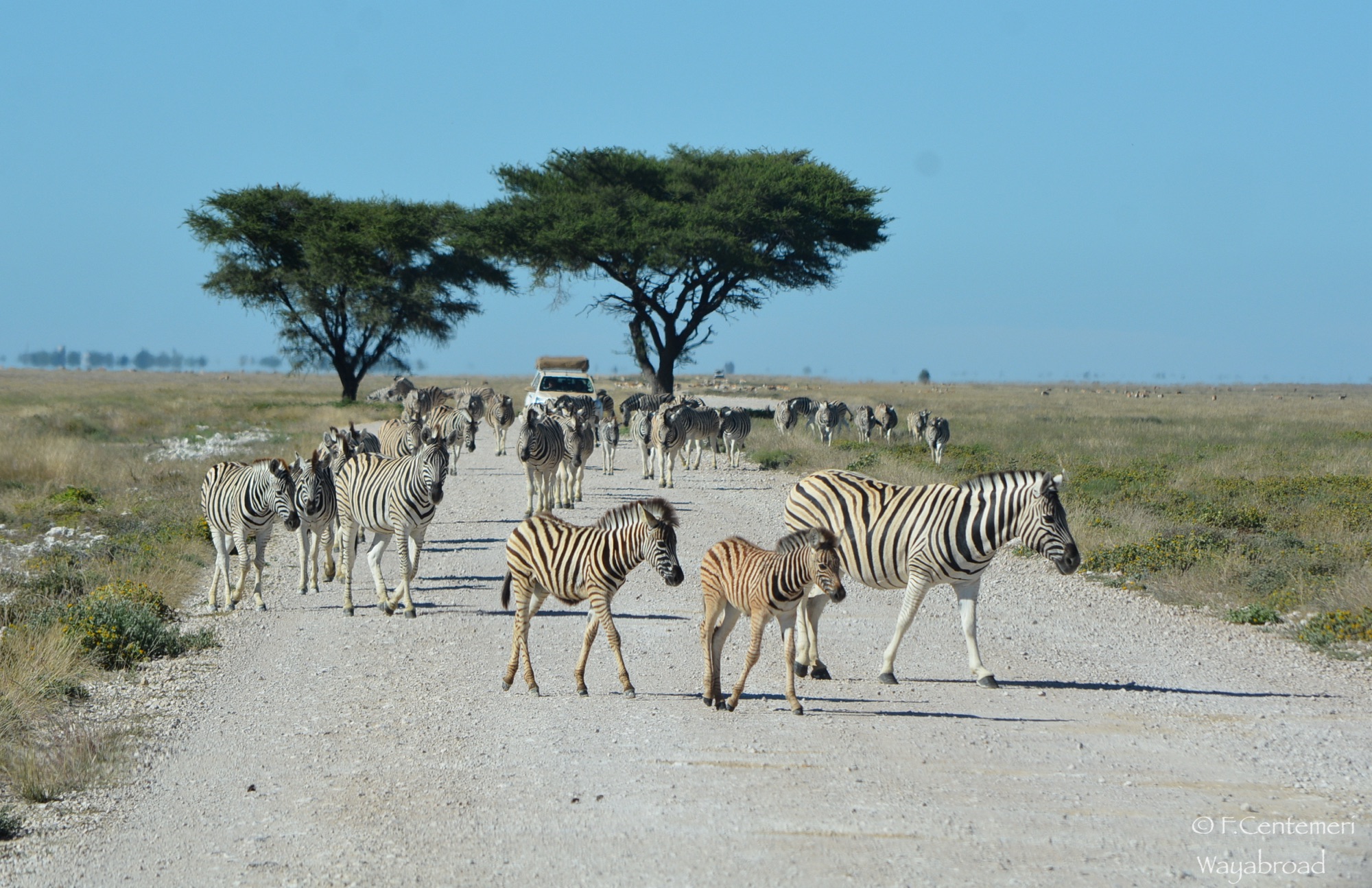 Itinerario di 13 giorni in Namibia: dal deserto all’oceano, con safari!